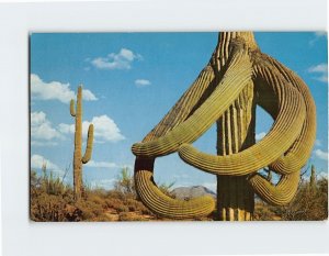 Postcard Saguaro Cactus, Guardians Of The Desert, Arizona