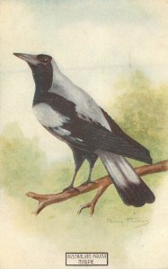 Postcard Australian Flora and Fauna Series Magpie Bird Percy Turney