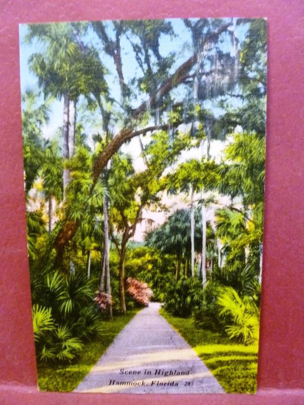 Postcard FL Hammock Scene in Highland