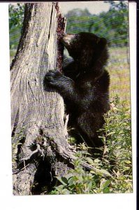 Canadian Black Bear Cub,