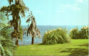 Postcard LA - View across Lake Charles - Pampas Grass Spanish Moss and Palms
