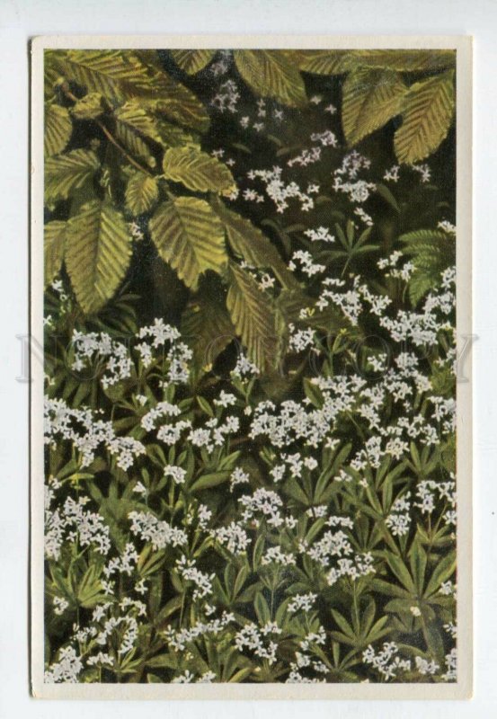 427967 Flower Asperula odorata Vintage Sammelwerk Tobacco Card w/ ADVERTISING