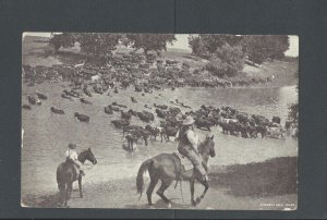 Post Card 1907 Spokane WA Herding Cattle