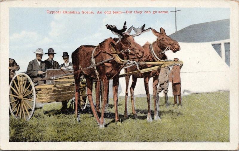 Moose Pulling Cart Wagon Typical Canadian Scene Canada Unused Postcard E36