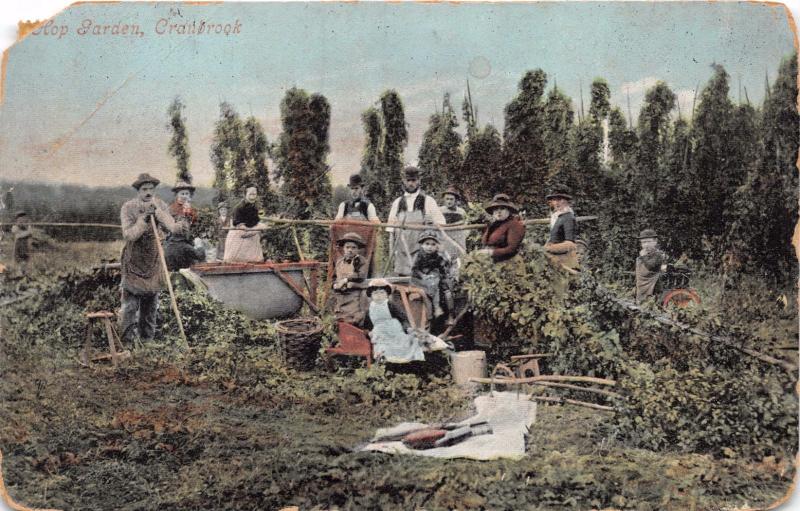 CRANBROOK KENT UK HOP GARDEN~HOLMES PUBLISHED POSTCARD 1907 *DAMAGED*