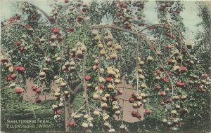 Postcard Washington Ellensburg Shelterneuk Farm Hand Colored 23-5896