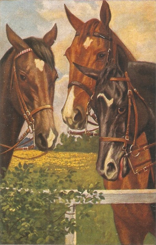 Three horses in front of fence Nice old vintage German postcard