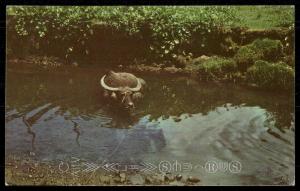 The Water Buffalo or Carabao
