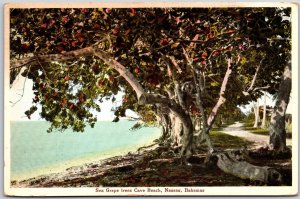 Sea Grape Trees Cave Beach Nassau Bahamas Postcard