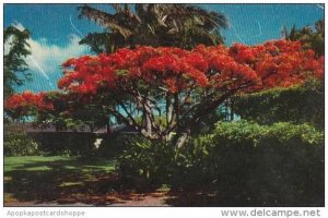 Hawaii Honolulu The Flame Tree