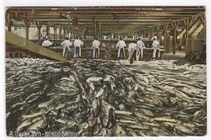 Salmon Cannery Interior Washington 1907 postcard