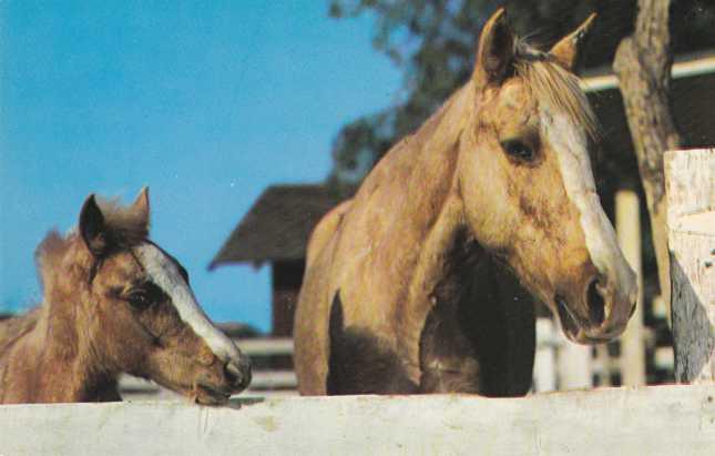 Horse - Palamino Beauty and Colt