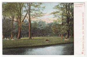 Hertenkamp Deer Park Gravenhage Hague Den Haag Netherlands #1 1905c postcard