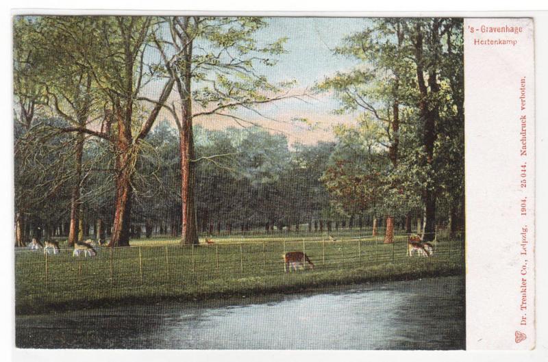 Hertenkamp Deer Park Gravenhage Hague Den Haag Netherlands #1 1905c postcard