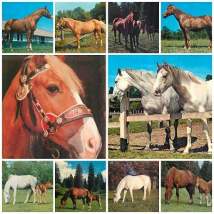 Lot of 10 postcards horses themed