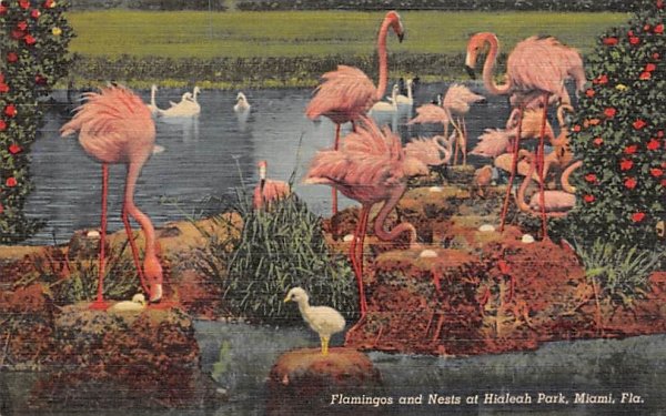 Flamingos and Nest at Hialeah Park Miami, Florida Postcard