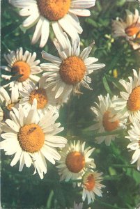 Postcard Romania daisy daisies flowers