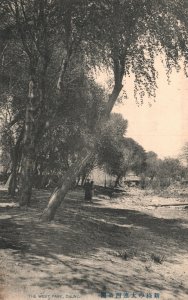 Vintage Postcard 1910's View of The West Park Trees Nature Dalny China