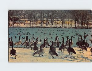 Postcard Wintering flock of wild geese, Portion of Rochester, Minnesota
