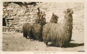 1940s Peru Alpacas Street  Scene RPPC real photo postcard 4126