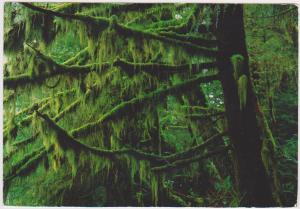 MEARES ISLAND, TOFINO BC