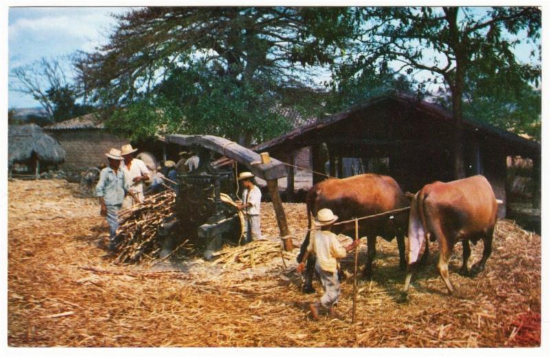 El Salvador Primitive Sugar Cane Grinding 1950s-1960s Postcard