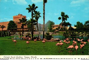 Florida tampa Busch Gardens Colorful Flamingos 1977