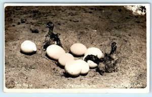 RPPC SAN DIEGO, California CA The Nest OSTRICH FARM Chicks Hatching Postcard