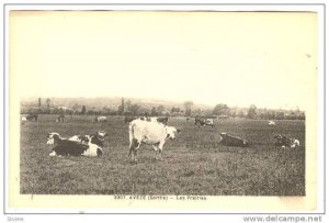 Cattle, Les Prairies, Aveze (Sarthe), France, 1900-1910s