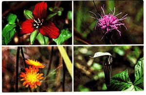 Four Wild Flowers of Ontario, Trillium, Hawkweed, Cylindric, Jack in the Pulpit