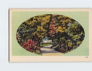 Postcard Road Trees Nature Landscape Scenery