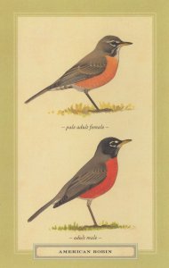 American Robin Pale Adult Male Female Bird Stunning Postcard