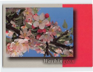 Postcard Apple Blossoms, Washington