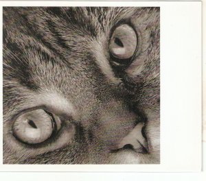 Lot of seven (7) Nice modern Postcards, continental size: CATS