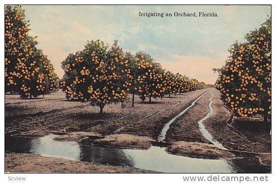 Irrigating an Orchard, Florida, 00-10s