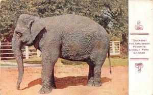 CHICAGO, Illinois IL   ELEPHANT DUCHESS Lincoln Park Zoo  1911 Animal Postcard