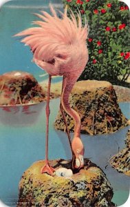 Flamingo Nesting Hialeah, Florida, USA 1952 