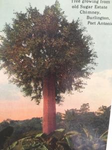 Postcard  Tree Growing from Old Choney, Burlington, Port Antonio,Jamaica Y1