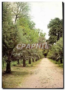 Modern Postcard Field of Prafrance By Anduze Gard Allee Palmiers