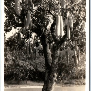 1939 Miami, Fla RPPC Sausage Tree Kigelia Pinnata Charlie Black House PC FL A206