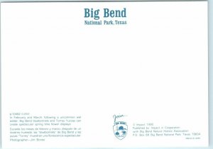 Postcard - Big Bend National Park, Texas 