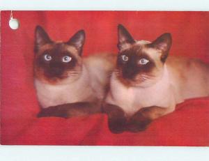 Hole Punch Damage Pre-1980 TWO SIAMESE CATS n0398