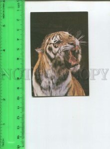 474472 USSR 1984 year circus trained tiger Original old Pocket CALENDAR