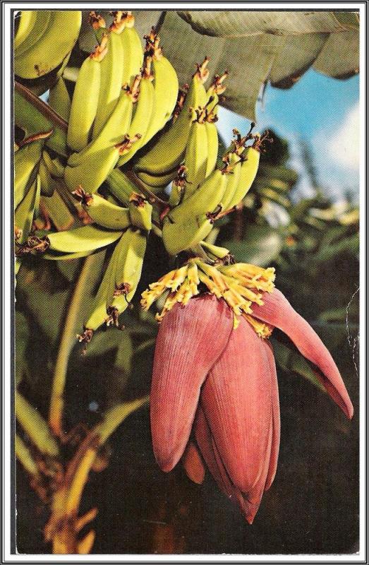 Hawaii Banana Tree & Blossom - [HI-015]