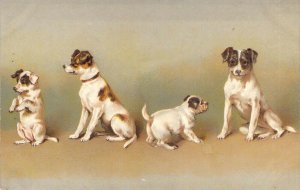 c.'1907, Four Terriers, Two Puppies, Two Adults, Old Postcard