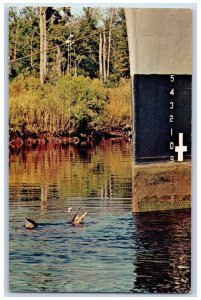 c1950's Charlie The Alligator Wilmington North Carolina NC Vintage Postcard