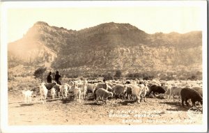 RPPC Navajo Flock Herd Ganado Mission Gift Shop AZ Vintage Postcard G39