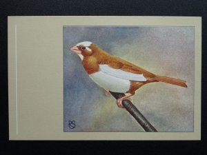 Bird Theme BENGALESE FINCH c1950s Postcard by P. Sluis Series 4 No.47