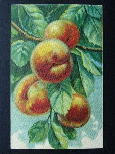Fruit Berries & Nuts Study PEACHES c1910 Italian Postcard