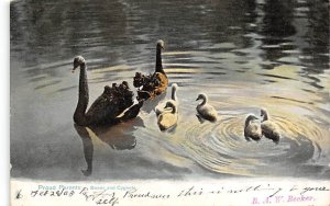 Swans and Cygnets 1905 writing on front